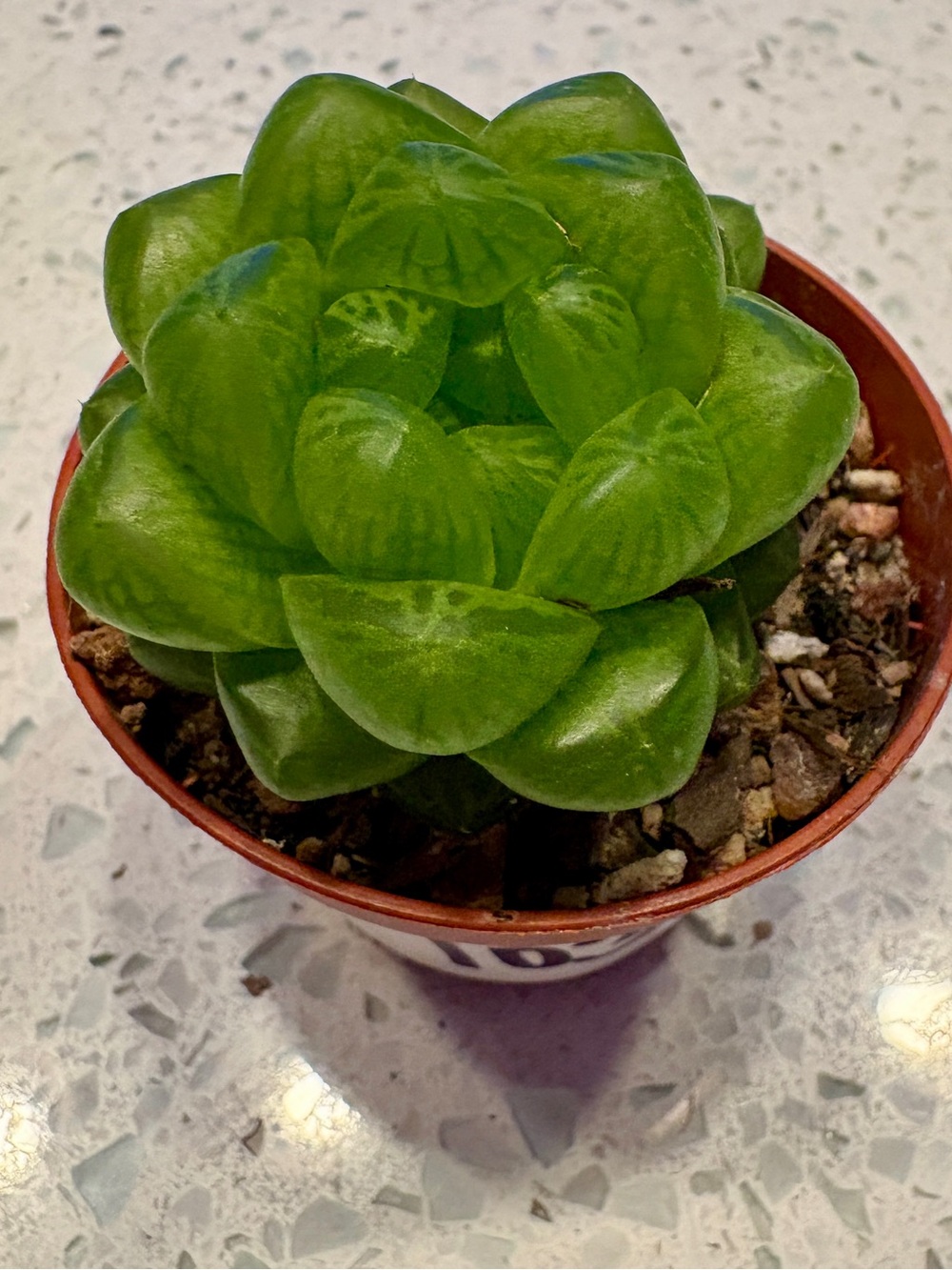 Cathedral Window Haworthia or Cushion Aloe / live plant